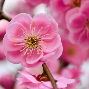 les fleurs du renouveau