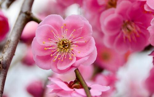 les fleurs du renouveau